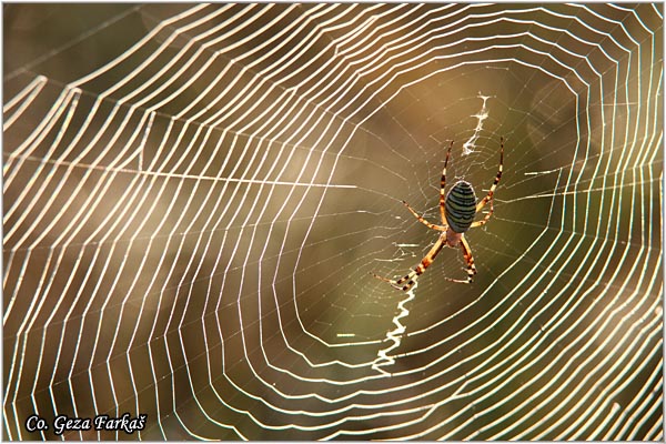 018_wasp_spider.jpg - Wasp spider, Argiope bruennichi, Pauk osa, Mesto - Location: Slano kopovo, Serbia