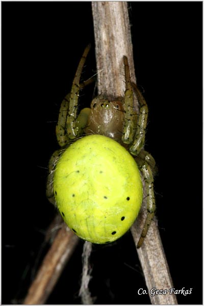 020_araniella_cucubitina.jpg - Cucumber spider, Araniella cucubitina, Mesto - Location: Fruka gora , Serbia