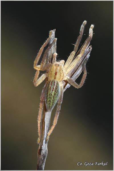 023_green_huntsman_spider.jpg - Green huntsman spider, Micrommata virescens, Mesto - Location: FruÅ¡ka gora mountine, Serbia
