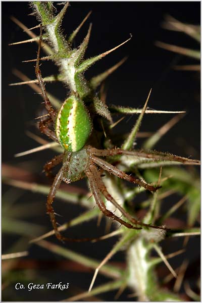 024_green_huntsman_spider.jpg - Green huntsman spider, Micrommata virescens