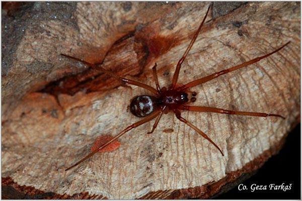 027_triangulate_bud_spider.jpg - Triangulate bud spider, Steatoda_triangulosa, Mesto - Location: Novi Sad, Serbia