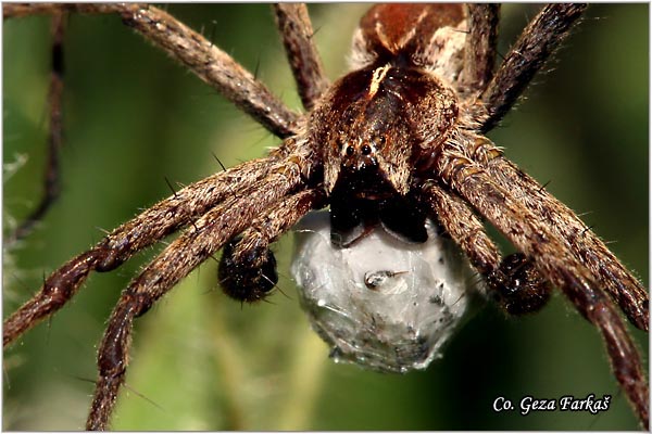 039_nursery_web_spider.jpg - Nursery web spider,  Pisaura mirabilis, Pauk vuk, Mesto -Location: Novi Sad, Serbia