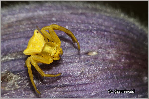 048_yellow_heather_spider.jpg - Yellow Heather Spider, Thomisus onustus, Location - mesto: Novi Sad, Serbia