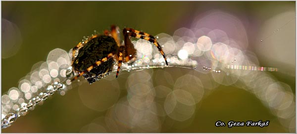 078_oak_spider.jpg - Oak spider, Aculepeira ceropegia, Location: Han pjesak, Bosnia and Herzegovina