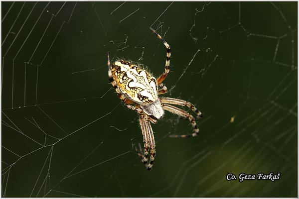 079_oak_spider.jpg - Oak spider, Aculepeira ceropegia, Location: Fruka Gora, Serbia