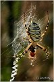 017_wasp_spider