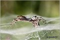 110_tropical_tent-web_spider