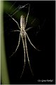 130_long-jawed_spider