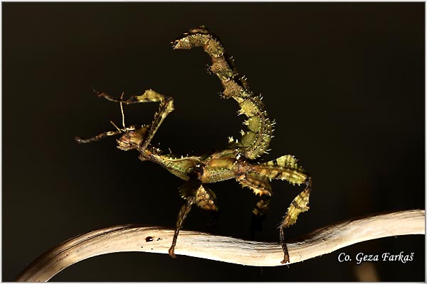 02_macleays_spectre.jpg - Extatosoma tiaratum common names Giant Prickly Stick Insect, Macleay's Spectre
