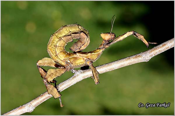 03_macleays_spectre.jpg - Extatosoma tiaratum common names Giant Prickly Stick Insect, Macleay's Spectre