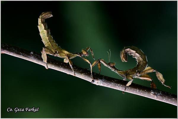 04_macleays_spectre.jpg - Giant Prickly Stick Insect, Macleay's Spectre, Extatosoma tiaratum
