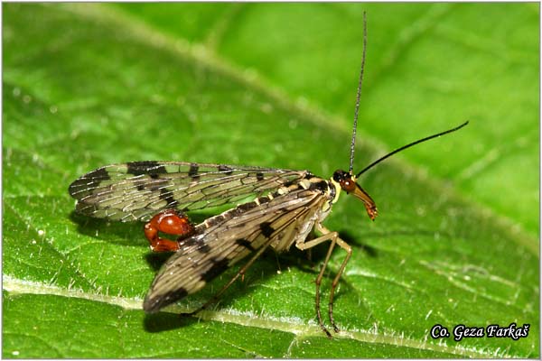 28_scorpion_fly.jpg - Scorpion fly, Panorpa communis, Order Mecoptera