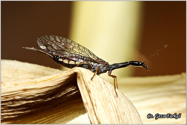 34_snakeflies.jpg - Snakeflies, Raphidia maculicollis, Order Neuroptera