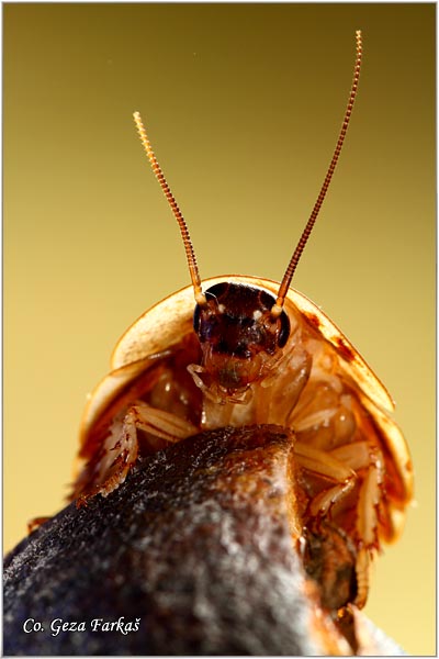 50_dubia_cockroach.jpg - Dubia cockroach, Blaptica dubia