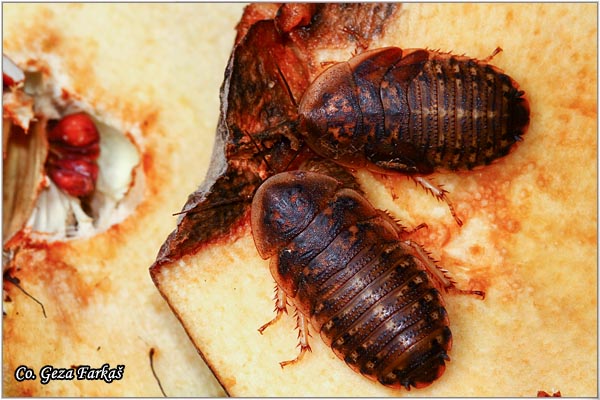 52_dubia_cockroach.jpg - Dubia cockroach, Blaptica dubia