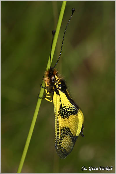 60_libelloides_macaronius.jpg - Neuropteran owlfly, Libelloides macaronius, Mesto - Location Mokra gora,  Serbia