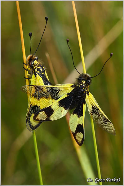 61_libelloides_macaronius.jpg - Neuropteran owlfly, Libelloides macaronius, Mesto - Location Mokra gora,  Serbia