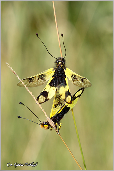 62_libelloides_macaronius.jpg - Neuropteran owlfly, Libelloides macaronius, Mesto - Location Rusanda,  Serbia
