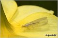 31_green_lacewing