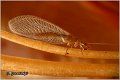 32_brown_lacewing
