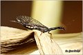 34_snakeflies
