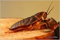 51_dubia_cockroach