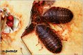 52_dubia_cockroach