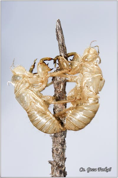 05_cicada.jpg - Cicada, Cicada orni