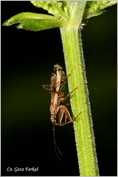 09_common_damsel_bug.jpg - Common Damsel Bug, Nabis rugosus