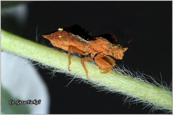 17_ambush_bugs.jpg - Ambush bugs, Phymata crassipes