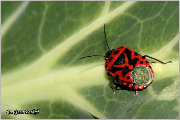 19_red_cabbage_bug.jpg - Red cabbage bug, Eurydema ornatum