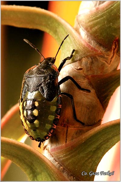 27_green_stink_bug.jpg - Southern Green Stink Bug, Nezara viridula