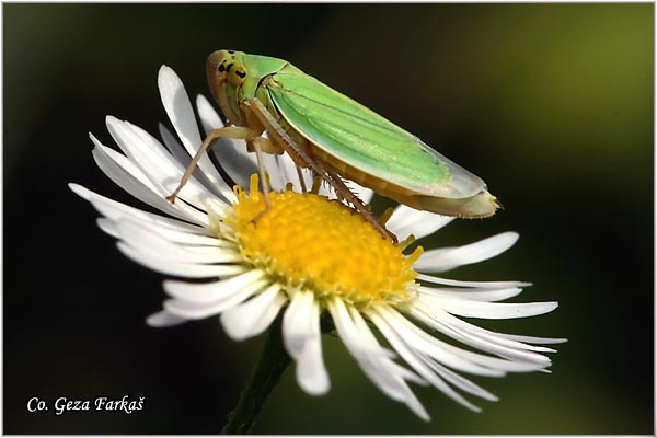 39_green_leaf-hopper.jpg - Green leaf-hopper, Cicadella viridis