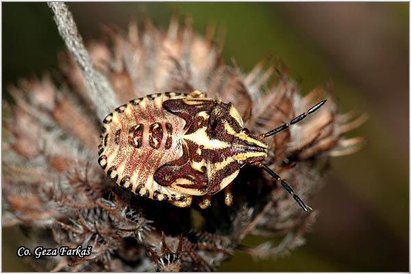 49_carpocoris_purpureipennis.jpg - Carpocoris purpureipennis - larvae