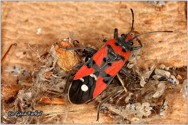 53_seed-eating_bug.jpg - Seed-eating bug,  Lygaeus equestris