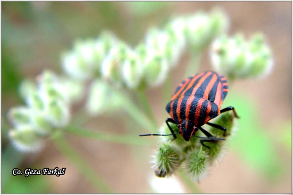65_black_striped_stink_bug.jpg - Black Striped Stink Bug, Graphosoma lineatum
