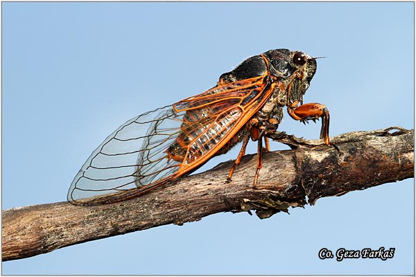 73_red_cicade.jpg - Red cicade, Tibicina haematodes, Location: Fruka Gora mountain , Serbia