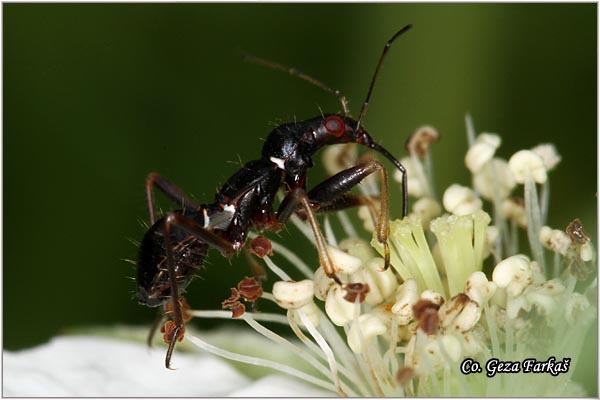 81_ant_damsel_bug.jpg - Ant Damsel Bug, Himacerus mirmicoides, Mesto - Location: Novi Sad, Serbia