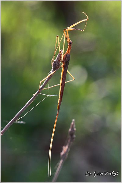 85_water_stick_insect.jpg - Water stick insect, Ranatra linearis, Location: Ivanovo , Serbia