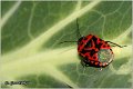 19_red_cabbage_bug