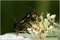 81_ant_damsel_bug