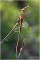 85_water_stick_insect