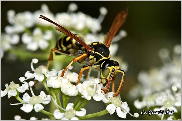 02_potter_wasp.jpg - Potter wasp, Ancistrocerus species