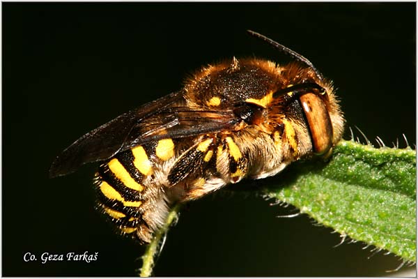 04_mason_bee.jpg - Mason bee, Anthidium florentinum