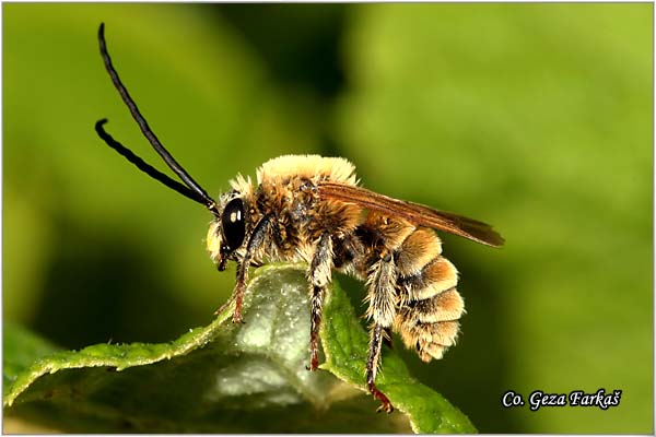 05_longhorn_bee.jpg - Longhorn bee, Eucera longicornis