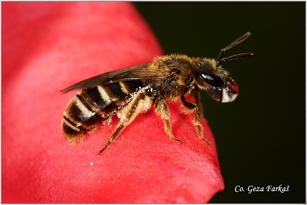 06_european_honey_bee.jpg - European honey bee, Apis mellifera, Pcela, Mesto - Location: Novi Sad, Serbia