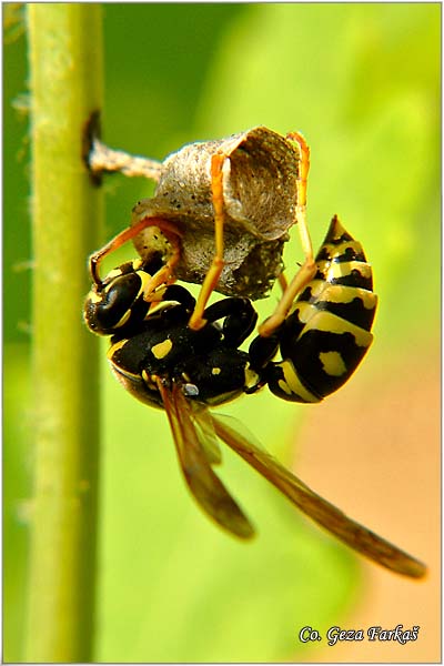 12_european_paper_wasp.jpg - European paper wasp, Polistes dominulus
