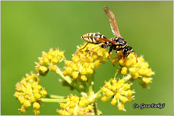 14_european_paper_wasp.jpg - European paper wasp, Polistes dominulus