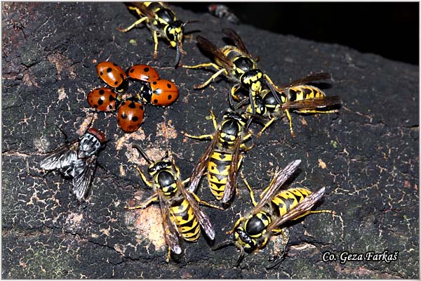 18_german_wasp.jpg - The German wasp, or European wasp, Vespula germanica