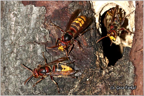 20_european_hornet.jpg - European hornet, Vespa crabro